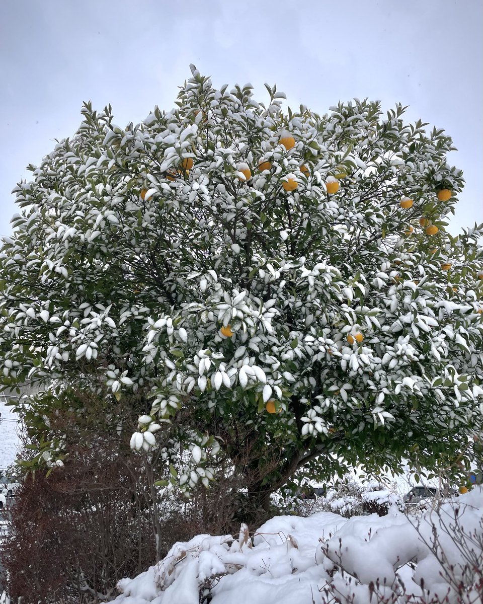 とーひょーも行ったし🗳️
これにてひと安心😌
雪の積もったみかんの木🍊