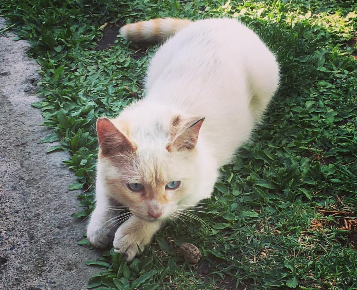 2) uno de los amores más grandes de mi existencia. Yo, que tenía miedos, dudas, distancia con los gatitos, no sabía que venías a desarmarme con tus ojitos,
a cambiarme por dentro sin pedir permiso. 
Ese cuerpecito asustado y herido no solo encontró refugio,me convirtió en hogar🧵