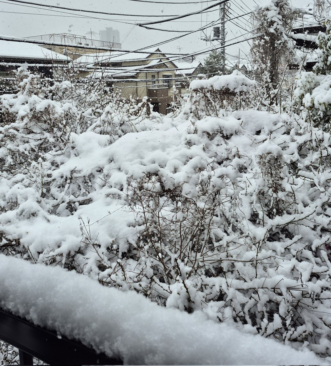 vegalove77's tweet photo. 只今マイナス一℃
まだ降っています彩の国💦
寒い寒い～
先程、選挙から帰って来ました。
ちょっと早いけどバスタブに浸かって
窓からの雪見風呂☺️ｱｯﾀﾏﾙ～

くうちゃんはエアコン＆おこたで
爆睡中!
私はあったかクラムチャウダー＆
鶏五目おこわでﾝﾏｯ😋

皆んなも暖かくして過ごしてね💞🥰 https://t.co/55S3lpsnIi