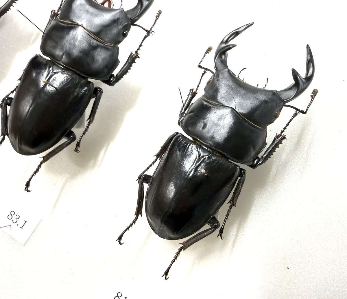 新着標本】 ラオス産グランディスオオクワガタ ラオス産アンタエウス
