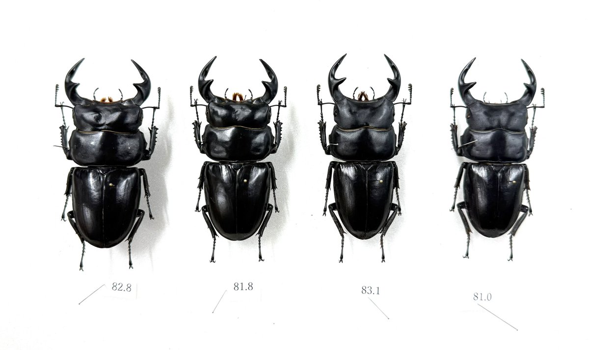 新着標本】 ラオス産グランディスオオクワガタ ラオス産アンタエウス