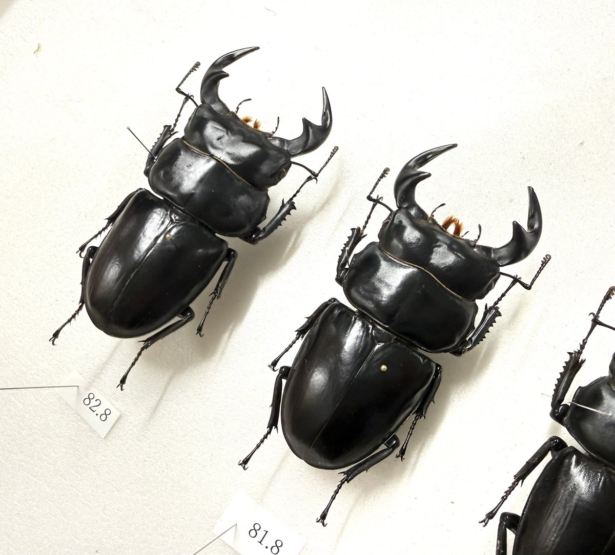 むし社 tweet media