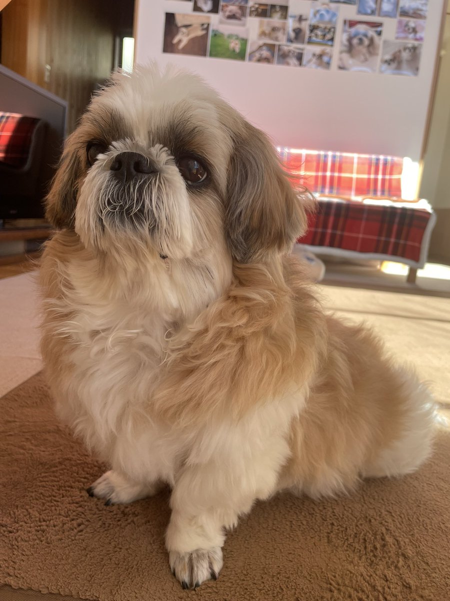 のんちゃんもモフモフ💕 来週、刈っちゃうから、モフモフ楽しめるのも