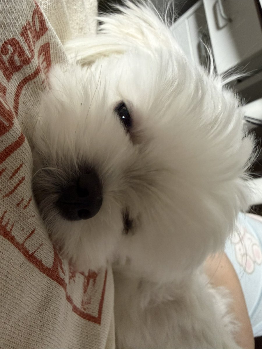 riceloverscluv's tweet photo. 언니한테 포옥 기대 https://t.co/vFxzNayn1N