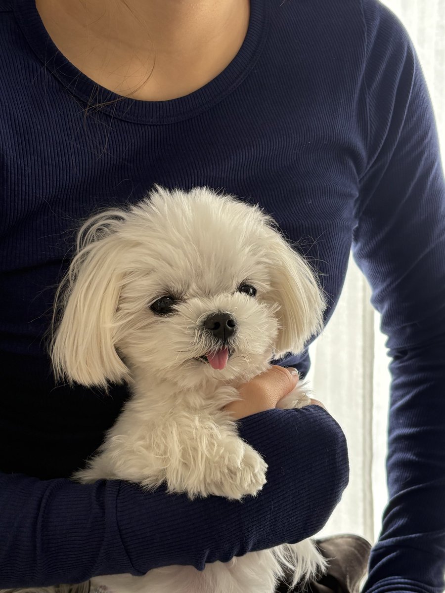 ましゅー🌸マルチーズ🌸 (@ej32_s) / Posts / X