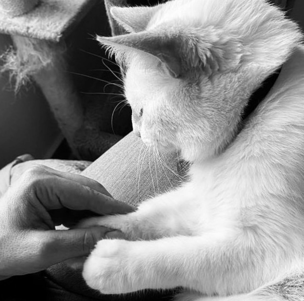 4) un rescate se volvería una familia que no tiene fronteras. De un acto cruel nació una vida llena de amor. De un susto, nació mi compañero. De un “pobrecito gatito”… nació mi <a href="/KoshkaMorrison/">🎄Koshka Morrison Diesel💜</a> el que me cambió el corazón para siempre.