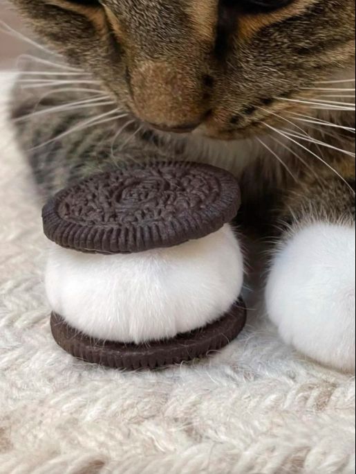 siezziee's tweet image. If you ignore the Oreo cat, you'll have a teribble 2026
