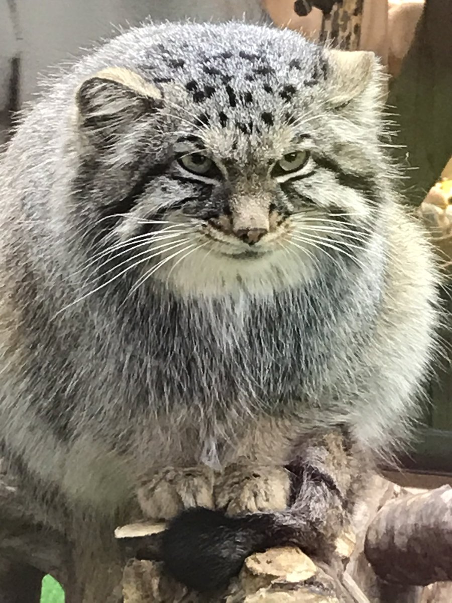 みにゃかさん🍊 (@mitaka_doooon) / Posts / X