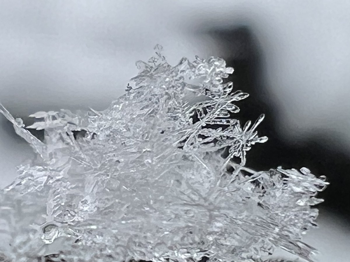 Kayo_Chaaaco's tweet image. お昼前に粒が大きくなって、
結晶の形状も扇状から樹枝状に変化！

寒いけどやめれない雪ウォッチング❄️

でもそろそろ止みそう💧

埼玉県南東部

#関東雪結晶❄️