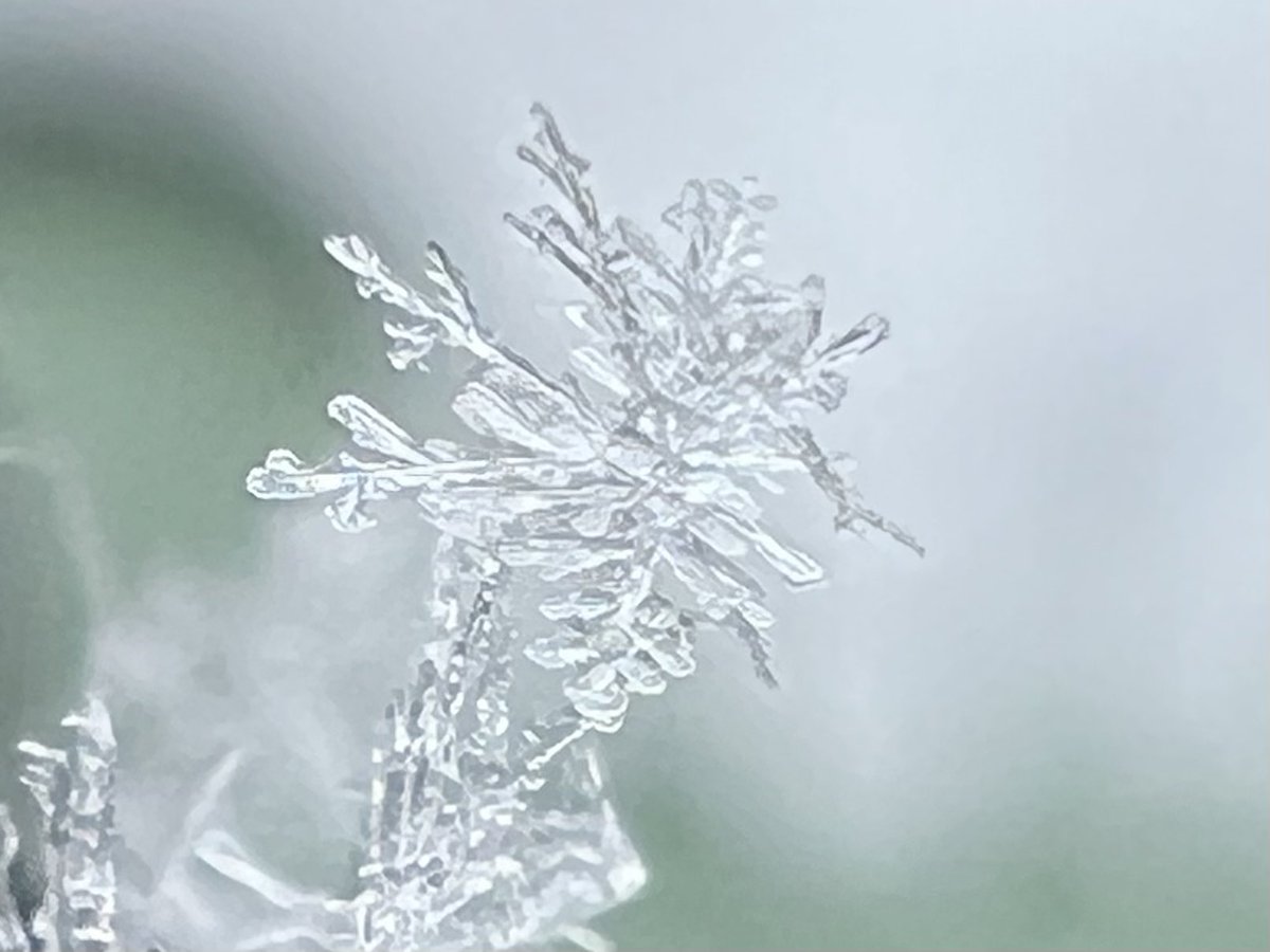 Kayo_Chaaaco's tweet image. お昼前に粒が大きくなって、
結晶の形状も扇状から樹枝状に変化！

寒いけどやめれない雪ウォッチング❄️

でもそろそろ止みそう💧

埼玉県南東部

#関東雪結晶❄️