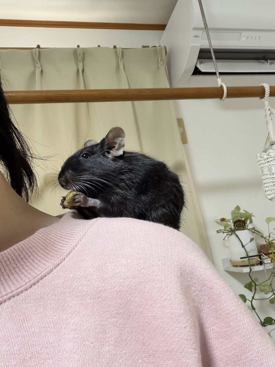 🦎🐹こうちゃがーでん🐍🐁 (@Kohcha_garden) / Posts / X