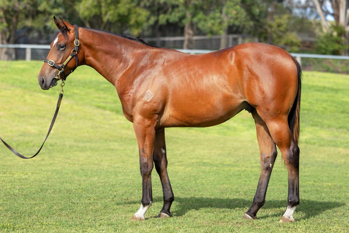 Wattle Bloodstock tweet media