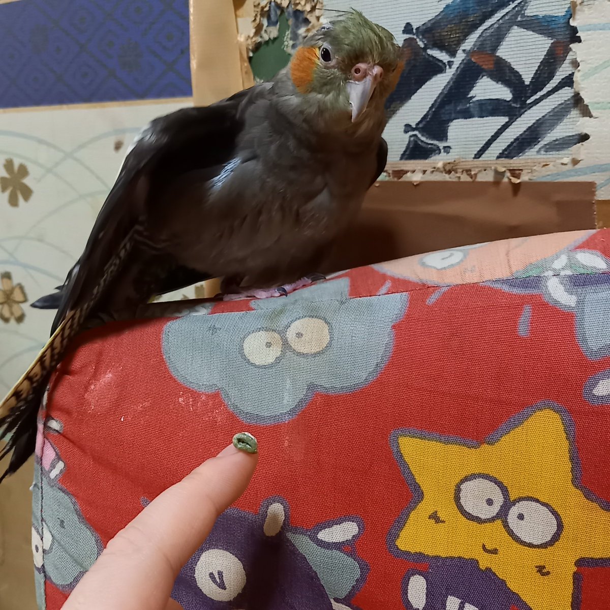 親方の糞を爪でキャッチできます
ｼｭｯ｡･*･:≡( 「ε:)ﾉ
親方に見せたらΣ(´◉ᾥ◉｀)ﾊｯ!
て言われました✨