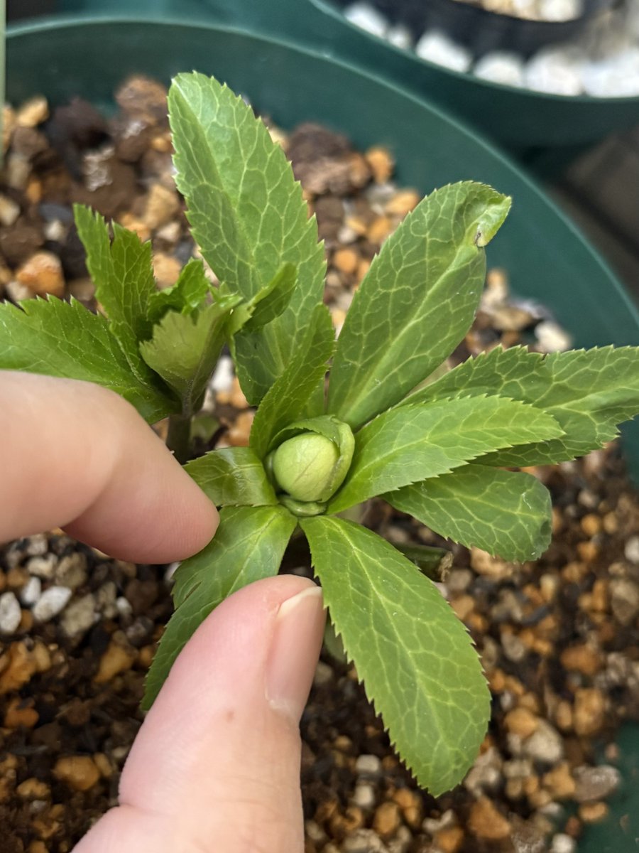 まだ色は変わると思うけど、緑の渋い系かなーだといいなー