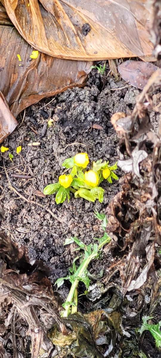 Guten Morgen ihr Lieben, ich habe gestern bei uns im Garten die ersten Anzeichen von Frühling entdeckt....wir sind noch etwas müde. Die Geburtstagsfeier bei der Nachbarin ging etwas länger...Habt einen entspannten Sonntag 🐈‍⬛☕️🍀🤗