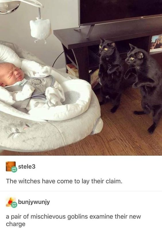 WholesomeMemes (@wholesomememe) on Twitter photo 
