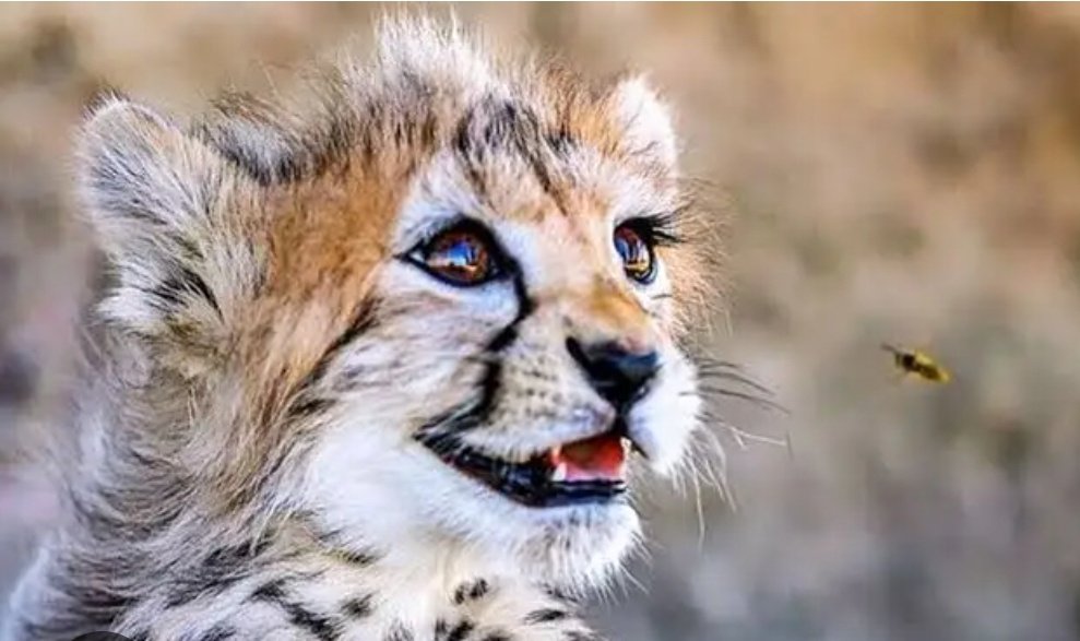 shishi⋆🇮🇷 tweet media