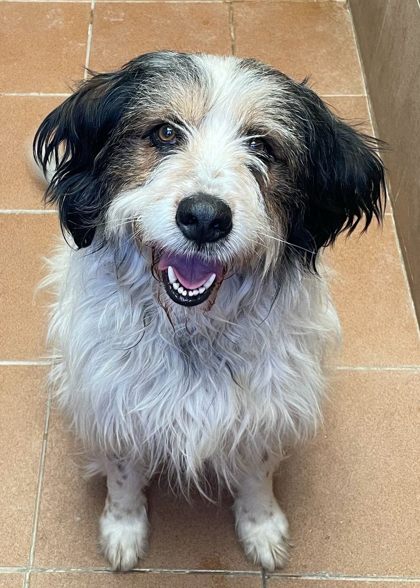 Mickey tiene 3 años, ha pasado toda su vida atado, ahora tiene esperanza y os manda un mensaje positivo para todos los que estáis pasándolo mal en el temporal,  el sol saldrá y juntos podemos superarlo.
Él espera un hogar y confía en que lo adopte buena gente