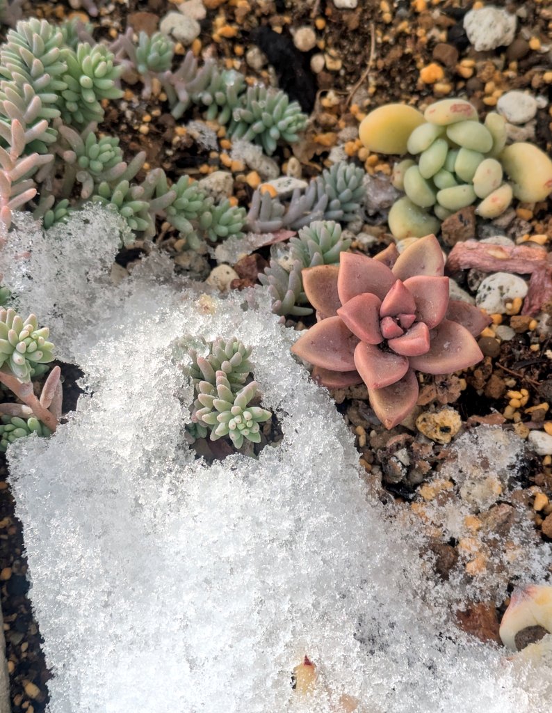 00tagu00's tweet photo. 寒いよ〜
朝起きて雪景色にびっくり
軒下の多肉花壇も雪に埋もれておりました。明日出勤できるかな
#多肉植物 https://t.co/vRb5Ewsd8L