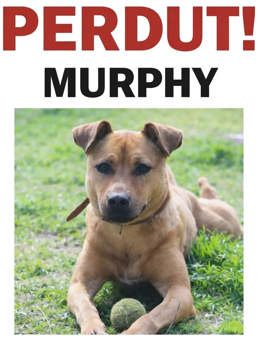 🆘🆘¡¡ATENCIÓN!!🆘🆘
MURPHY se ha perdido en #SantCeloni #Barcelona.
No conoce la zona.
Si lo ves ponte en contacto:
📞 675 20 40 49
Máxima difusión.
#XarxaBarcelonaPerduts
#FemXarxa