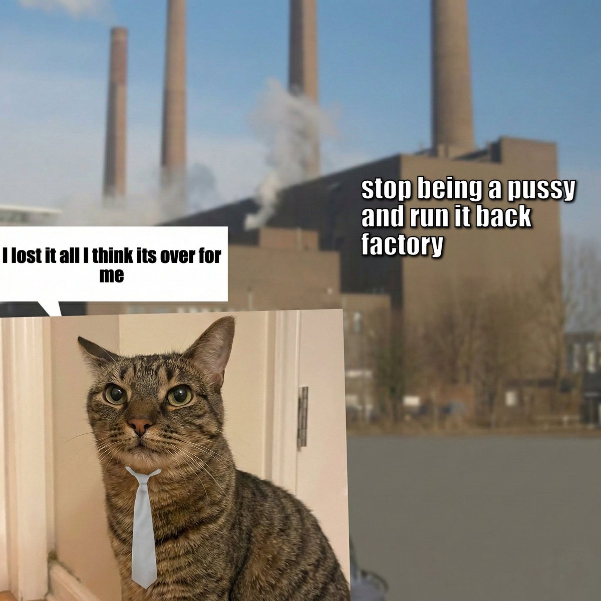 factory cat tweet media