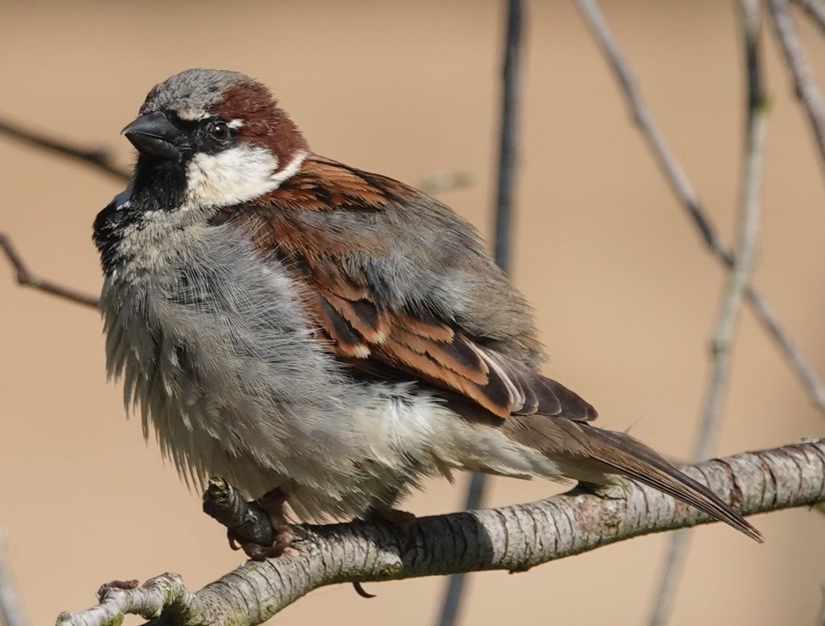 JavaJaneGallery's tweet photo. #SparrowSunday
#BORB
#BirdsπͺΆπ¦
#NaturePhotography #birdphotography https://t.co/KYvqlakIyf