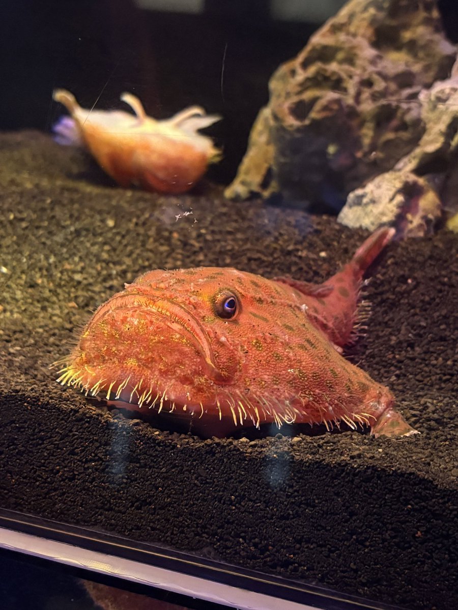 ちょっと前に、念願の伊豆シーパラ&amp;深海魚水族館に行ってきたよー
街の至る所にアクアがいたけど私は海未ちゃん推しなの…
志村、後ろ後ろ！（後でもう一回見に行ったら戻ってたから心配無用だった）