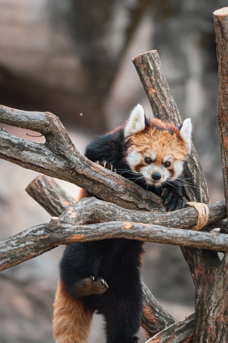アズキ🫘さんと一粒の雪⛄️ 📸2026.2.7 #多摩動物公園
