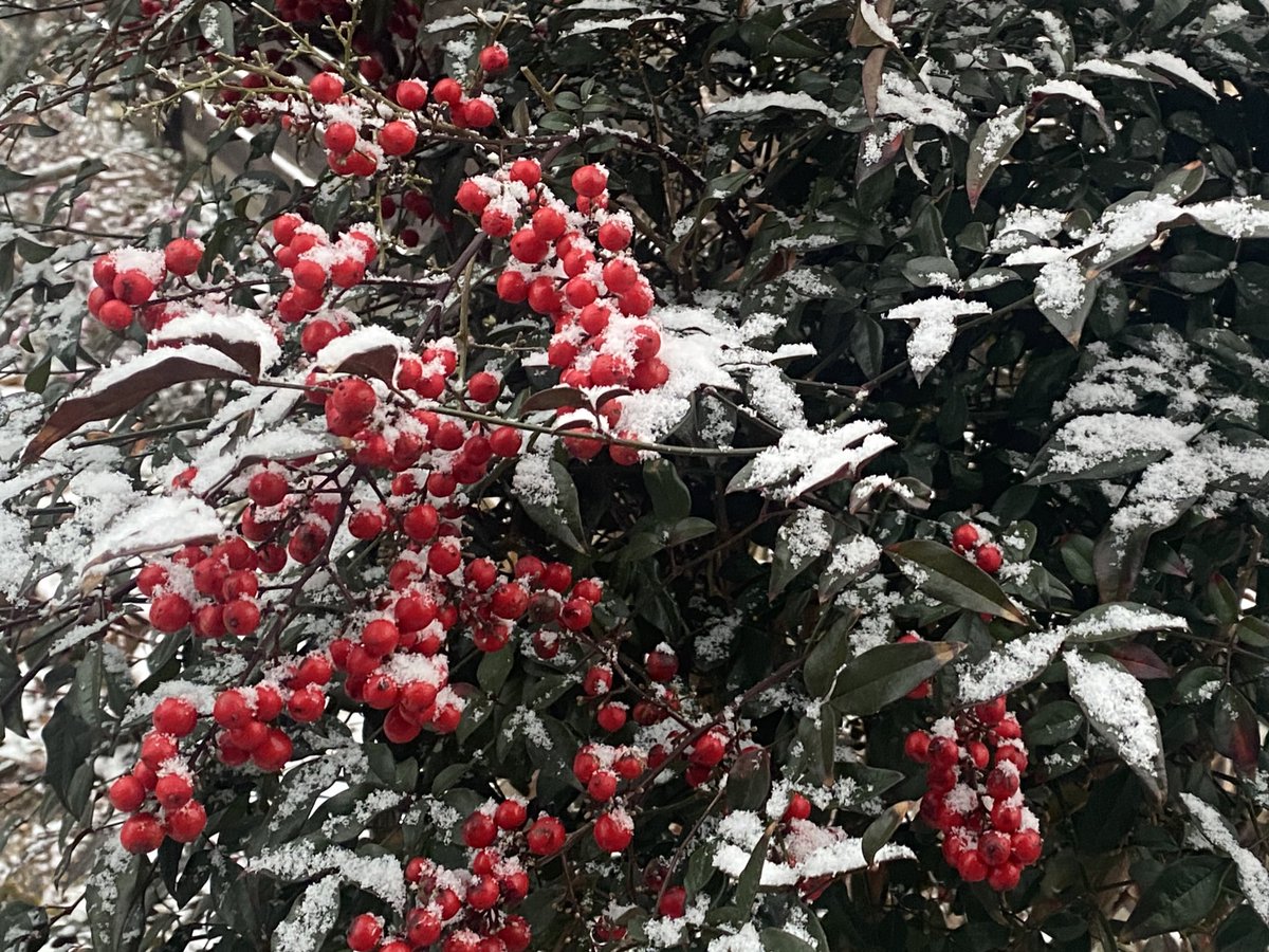 chiilichen's tweet image. かわいい