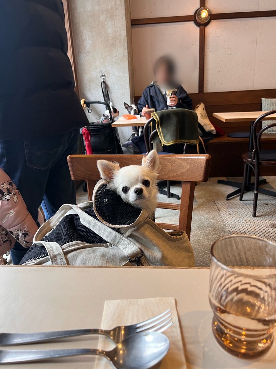 プーパがゆく。 (@ZenPupa31566) / Posts / X