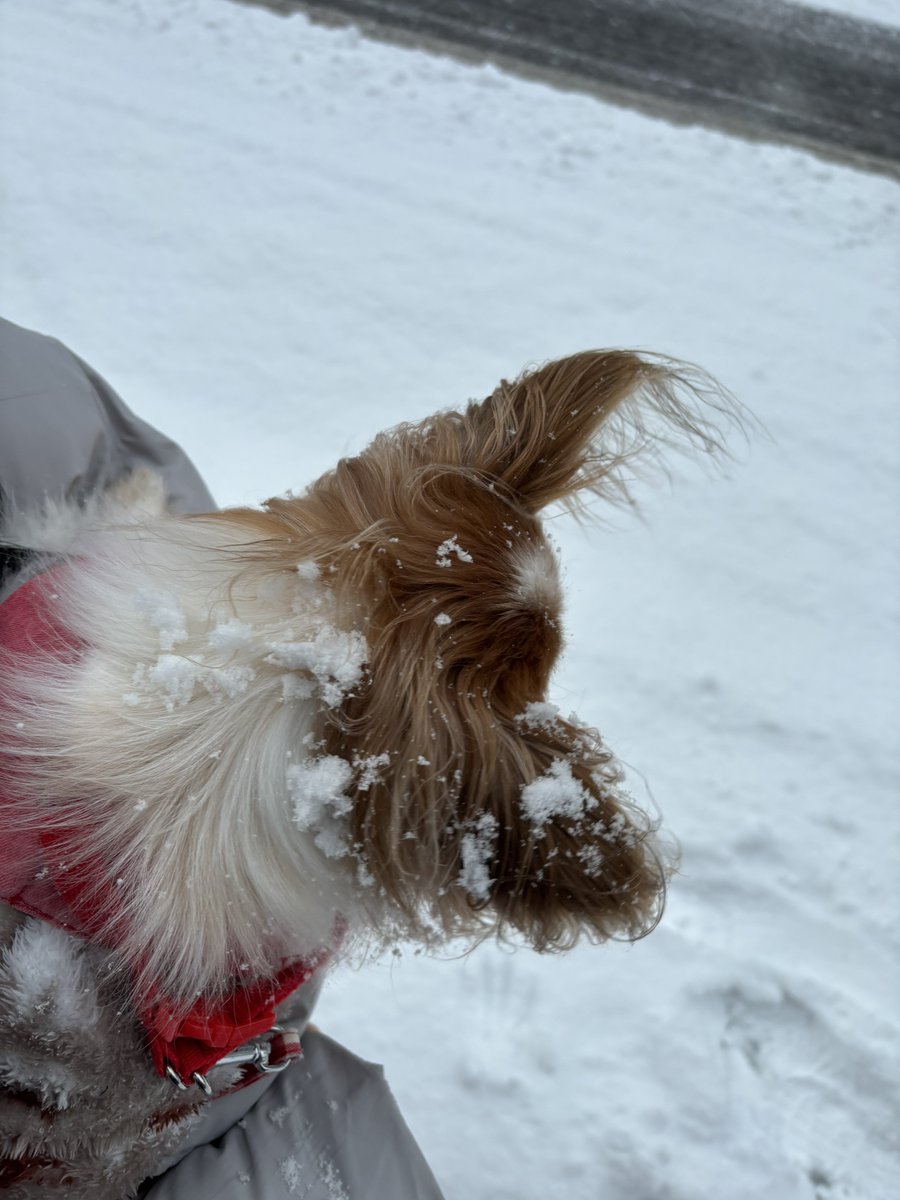 しふぉん tweet media