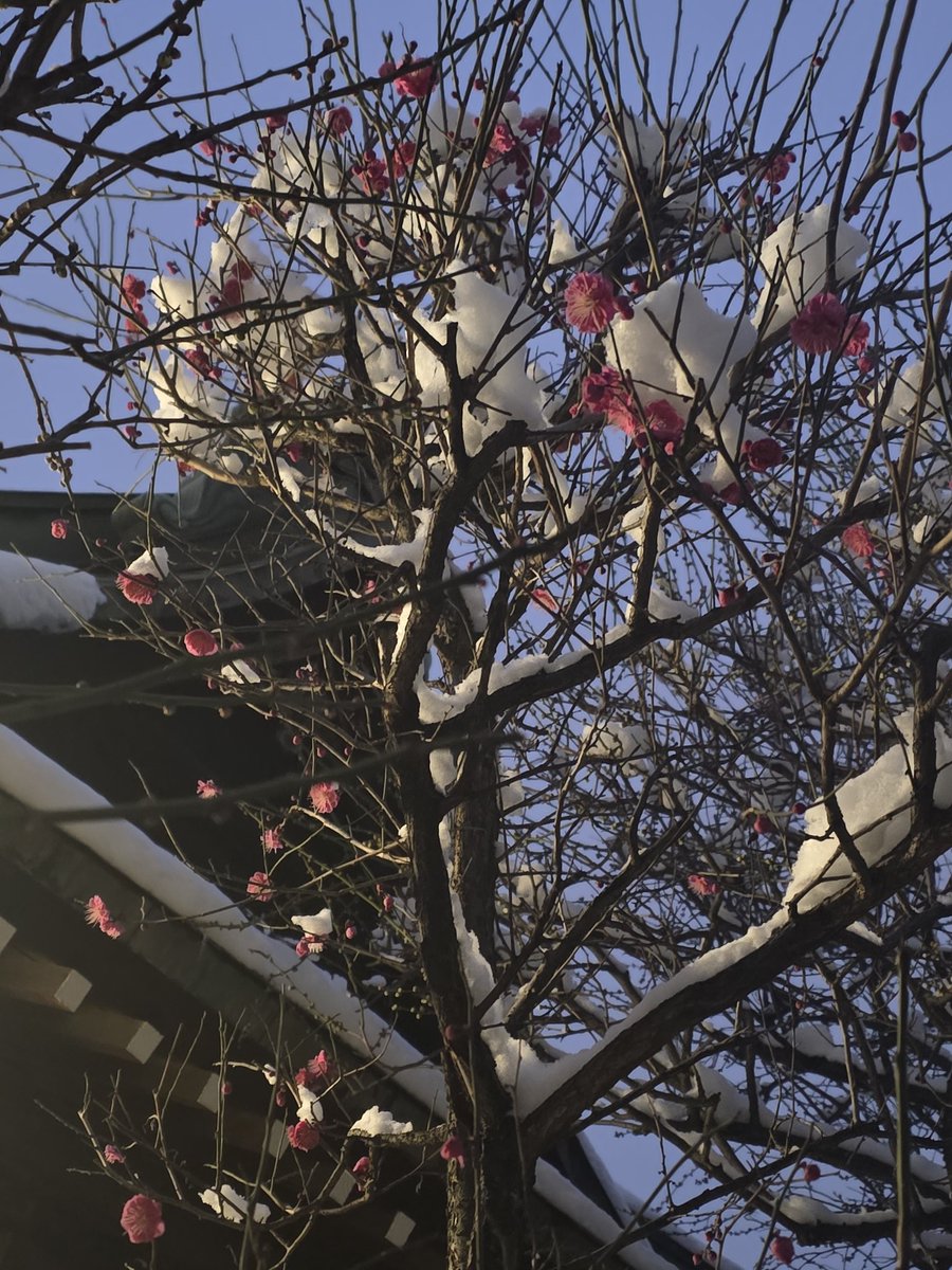 室外機変な音したので❄降ってるだろうなと思ったらそれなりに降った形跡がありました。
