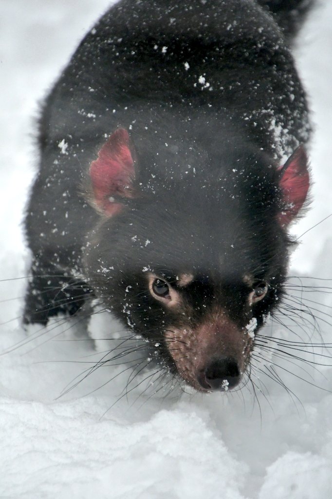 雪まみれなワイティー😆
#多摩動物公園 #タスマニアデビル #ワイティー