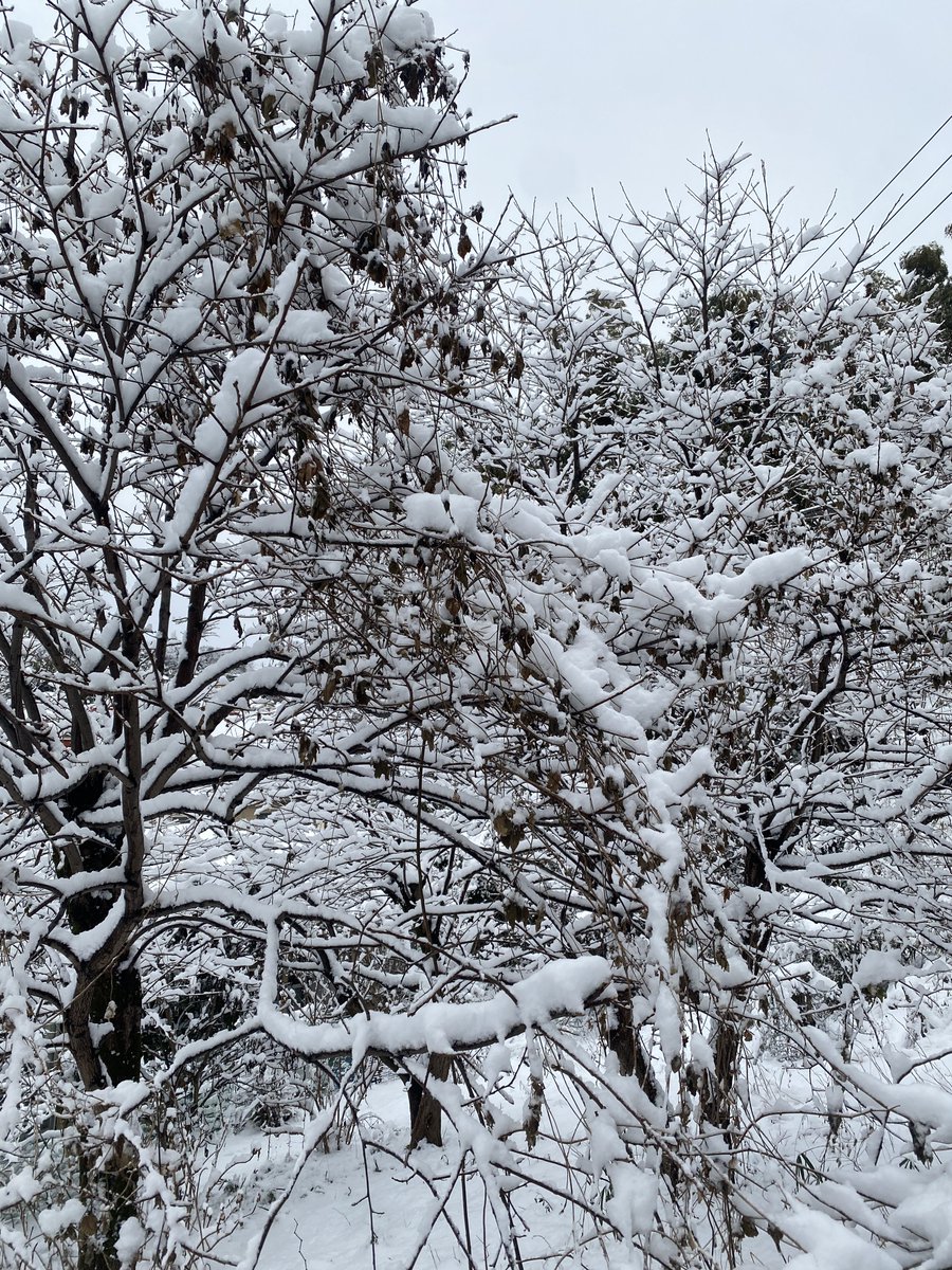 オオツカマナミ OTSUKA Manami tweet media