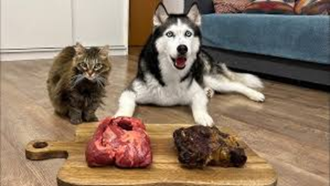 Quienes demonizan la carne la consideran imprescindible para perros y gatos. Lo cual es absolutamente cierto ¿Antinatural solo para humanos?