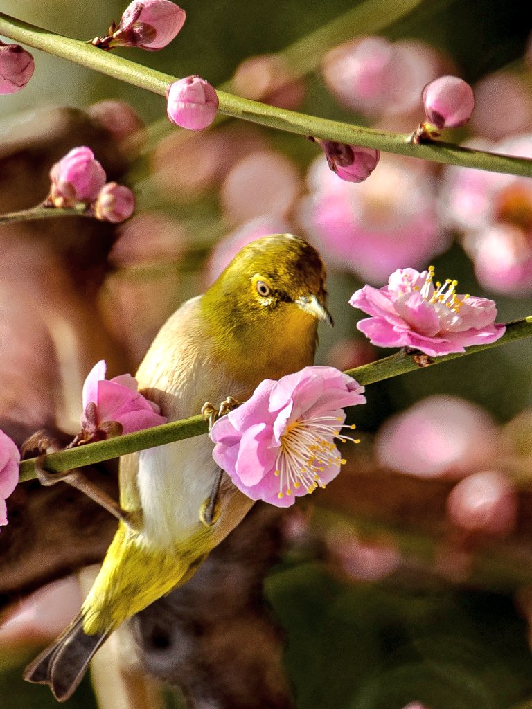 丸みを帯びた
愛らしいお腹を見せる
春の来訪者。