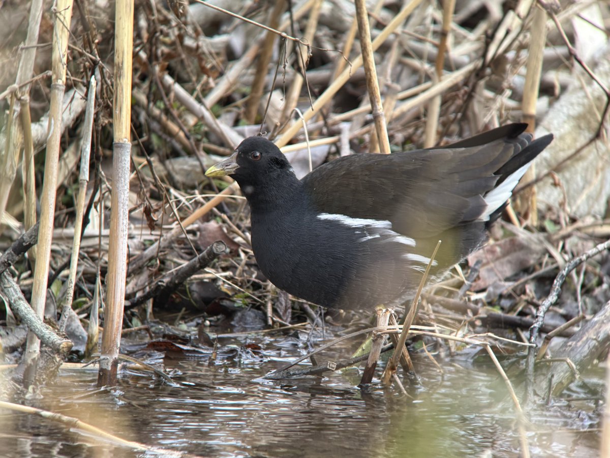 クイナ科3種。
コウノトリ見てるより、こいつら見てるほうが面白い🤣
ズームアイピースでは大きすぎたので38Wを使ってみたら、ちょうどよかった。
①ヒクイナ
②クイナ（ピント合ってない）
③バン・冬羽（なかなか奥から出てきてくれないから、いつも草かぶり）