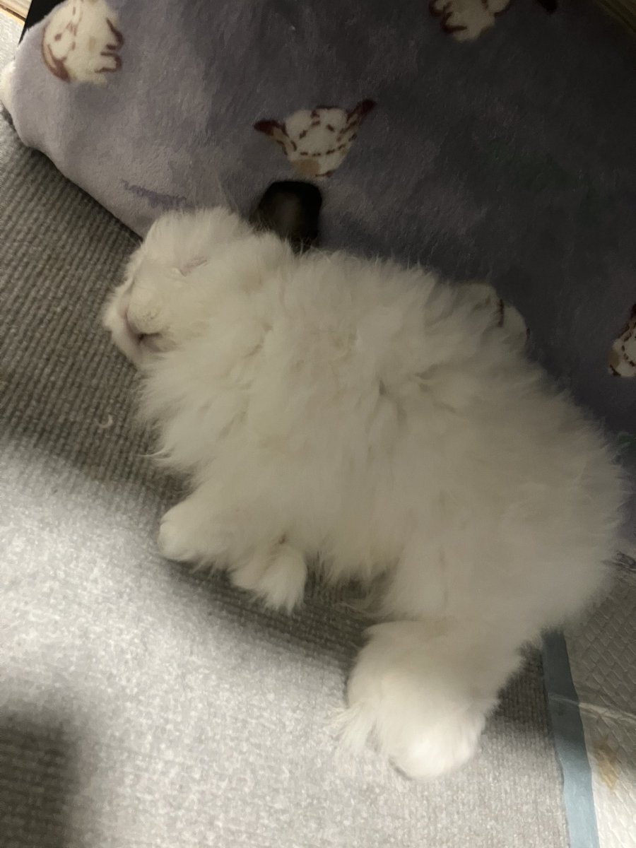 ぐっすりゆきまる