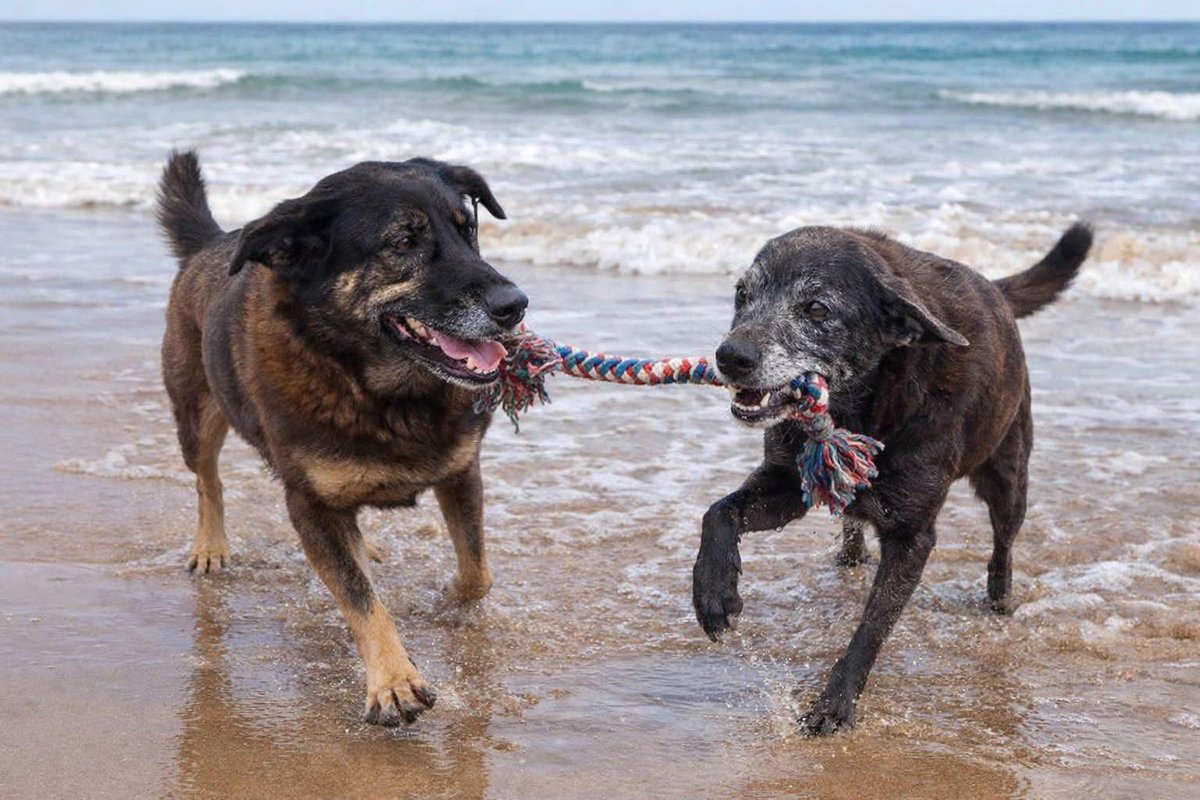 paulazanelli's tweet image. Últimas imagens de  Orelha  e Pretinha Brincando na Beira da Praia🌴😢