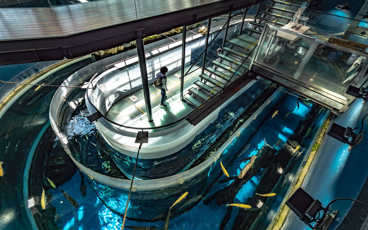 銀鏡つかさ/水族館写真家 tweet media