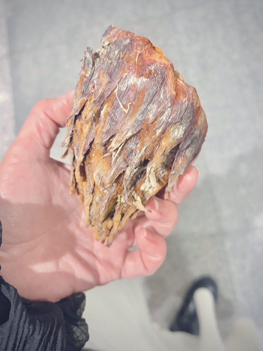 これ、何の実なのか分かんない ぐーぐるれんずさんは木の化石だって