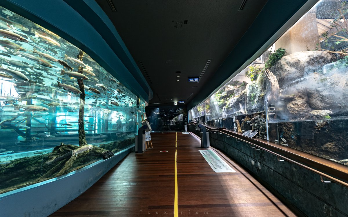 銀鏡つかさ/水族館写真家 tweet media