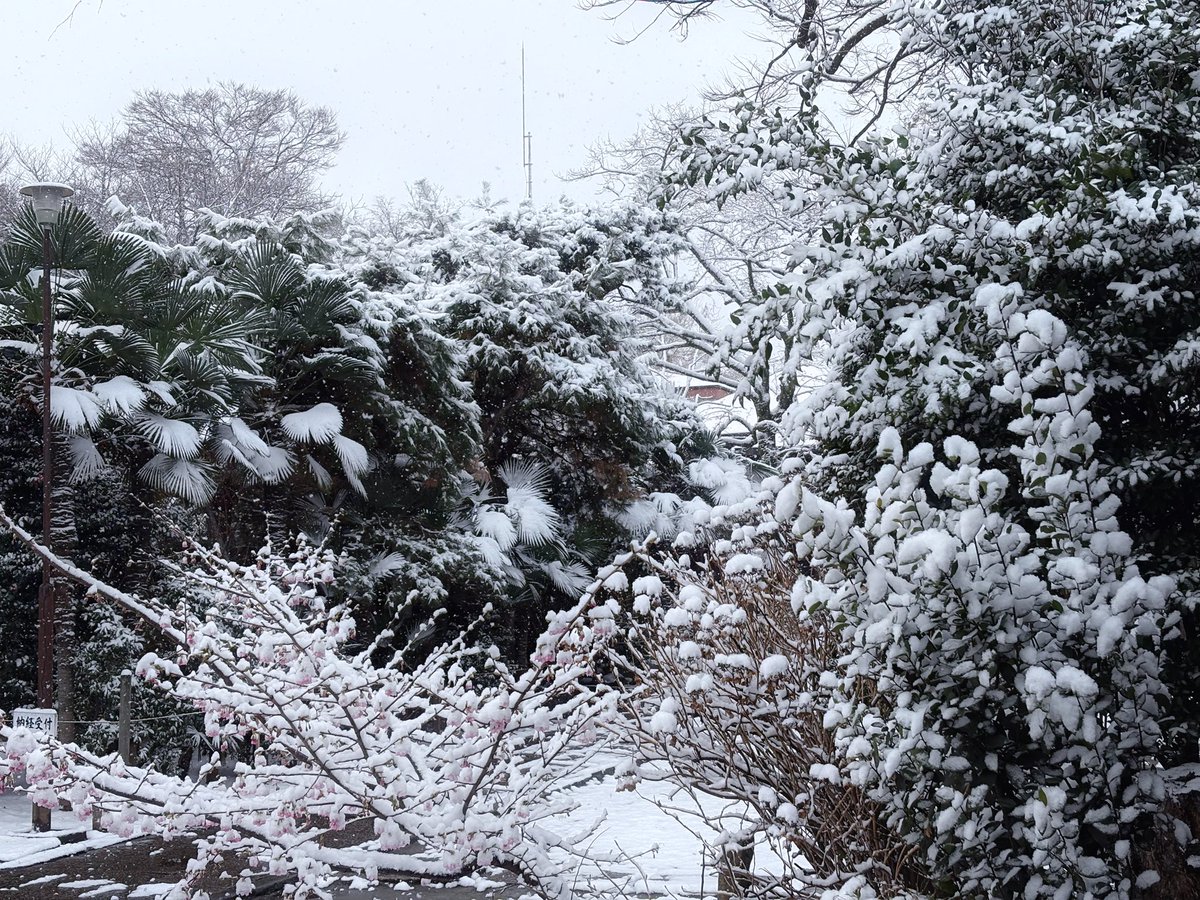 雪が降った日の飼い主さんたち

🎸 雪だからお散歩お休みだねぇ

🎹  散歩？無理無理 寒すぎるよぉ

🎤 (よかった 猫は散歩がなくて…)

さて、夕飯作ろう…