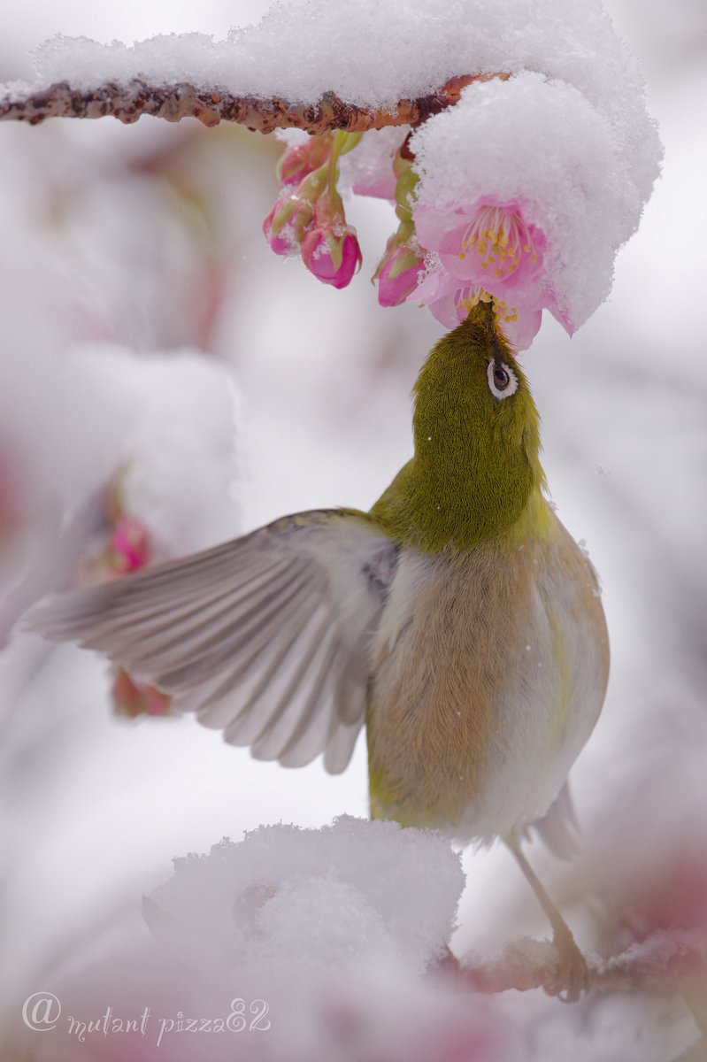 キンキンに冷えた桜の蜜は最高だぜっ！
（っと仰っております）

#メジロ
#桜
#雪