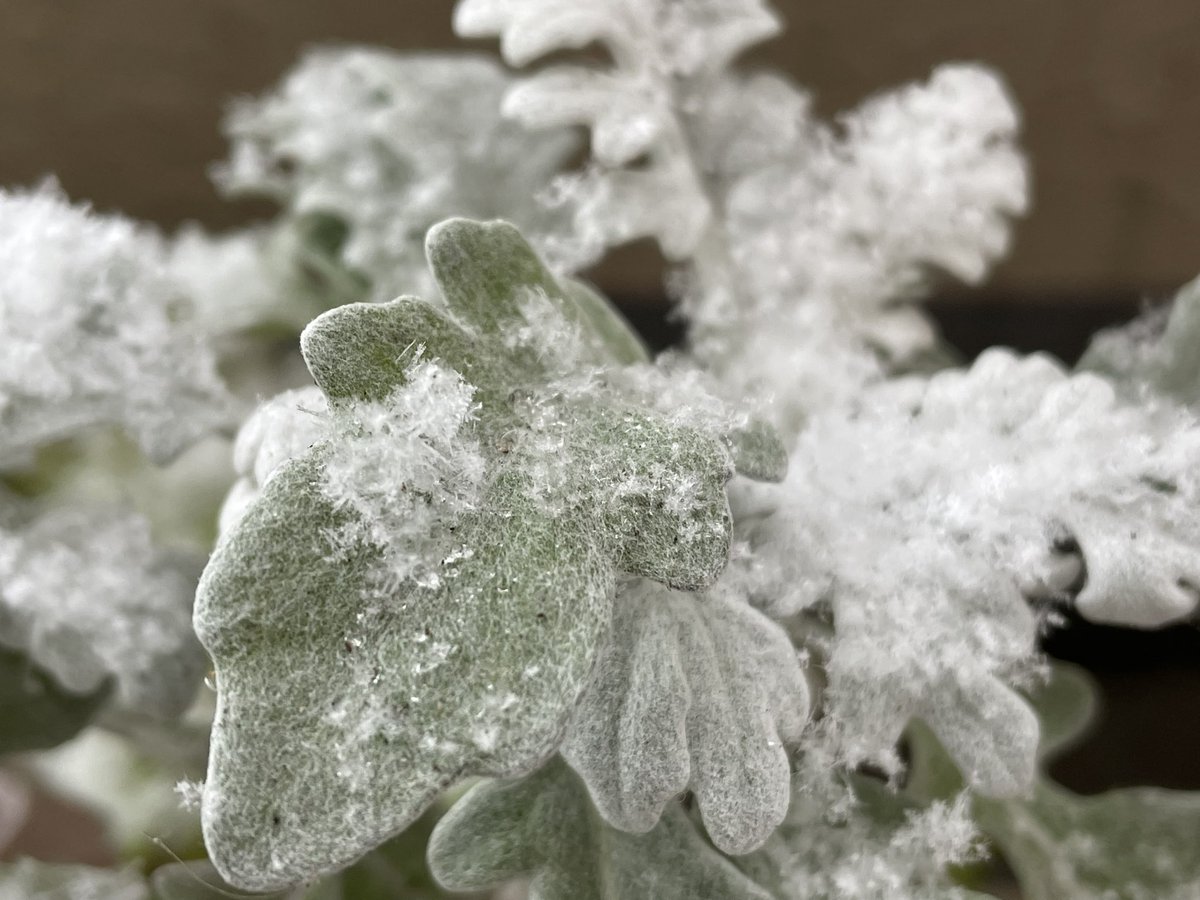 雪の舞う中、大学生の子供達と歩いて投票へ。
寒さで震える手で、息子が傘をさして入れてくれた。私が彼を見上げる様になって相合い傘は初めて。サクサクと雪を踏んで喜ぶ娘、春には社会人。一人暮らしも近い。投票を終えカフェへ行きお喋り。ちょっとした思い出の時間になった