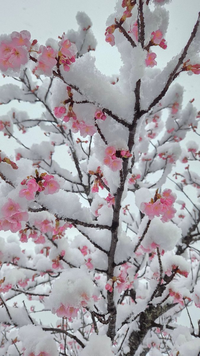 Sakura under the snow 🥰💜
So pretty

#雪桜