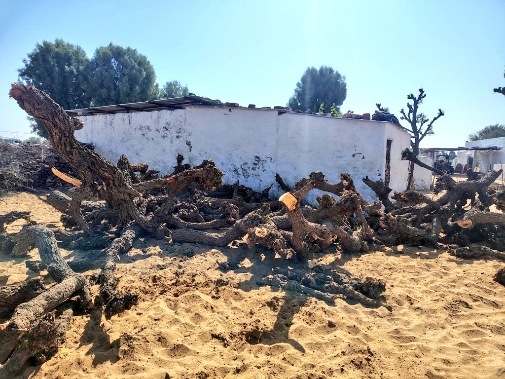 गत रात्रि ओसियां विधानसभा क्षेत्र के ग्राम डांवरा में नव निर्माणाधीन सोलर प्लांट की आड़ में 100 से अधिक खेजड़ी के पेड़ों की अवैध कटाई किया जाना अत्यंत निंदनीय है। यह केवल पेड़ों की कटाई नहीं, बल्कि मरुधरा की जीवनरेखा पर सीधा हमला है
#खेजड़ी_बचाओ_पर्यावरण_बचाओ
#RLP 
<a href="/RLPINDIAorg/">Rashtriya Loktantrik Party</a>