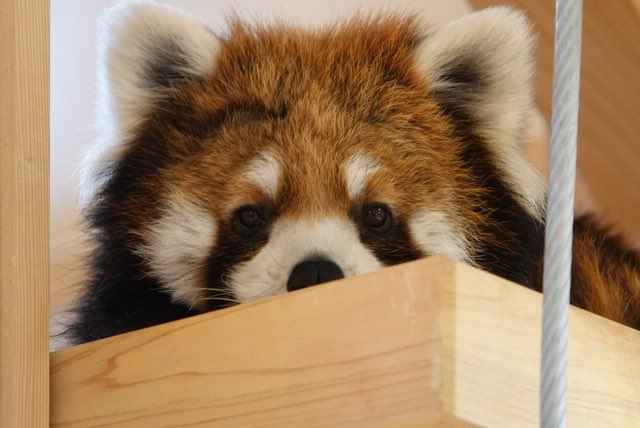 桐生のイベント、雪で中止だったので桐生が岡動物園行ってきました😊
久しぶりのレッサーパンダパンダ、可愛い♡