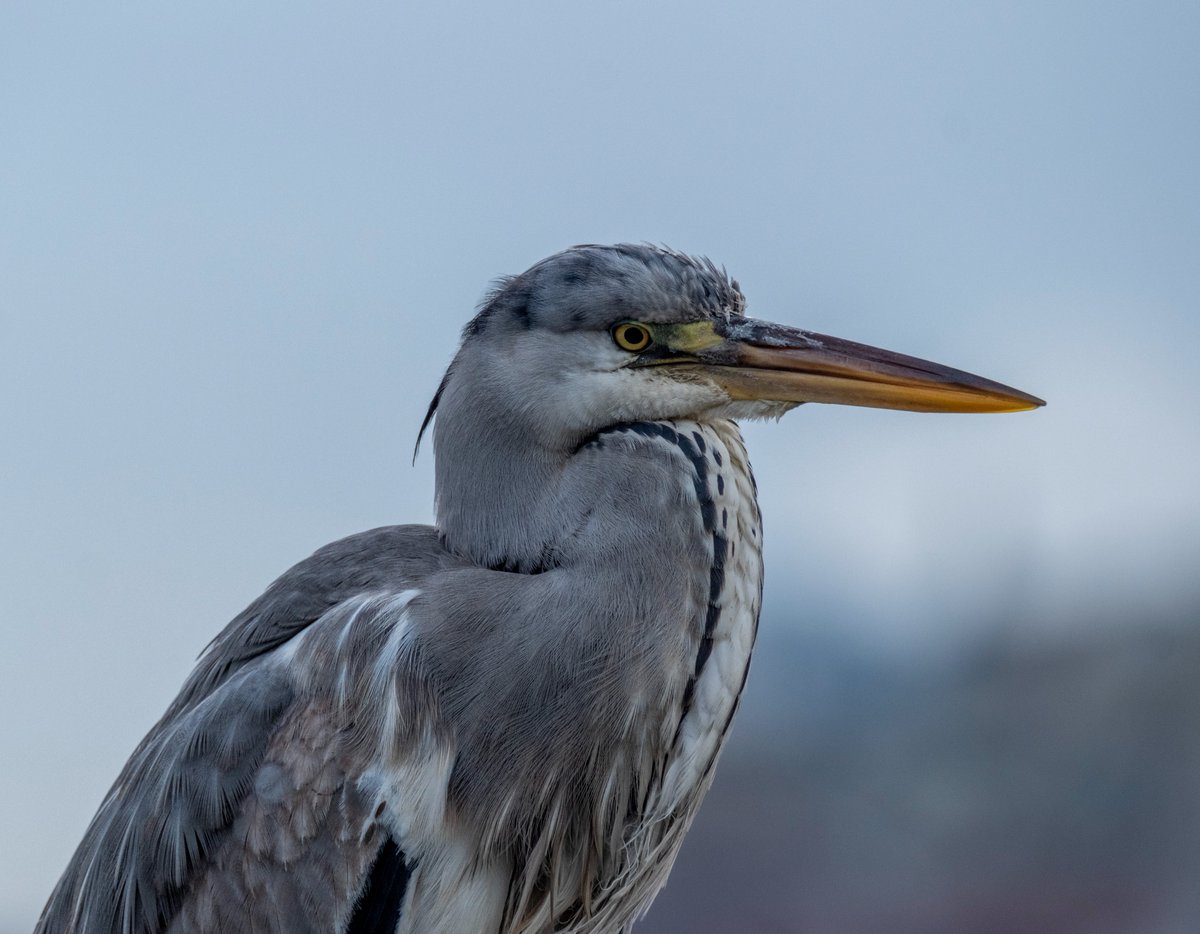 İstanbul'un insana alışkın gri balıkçılları
#hangitür