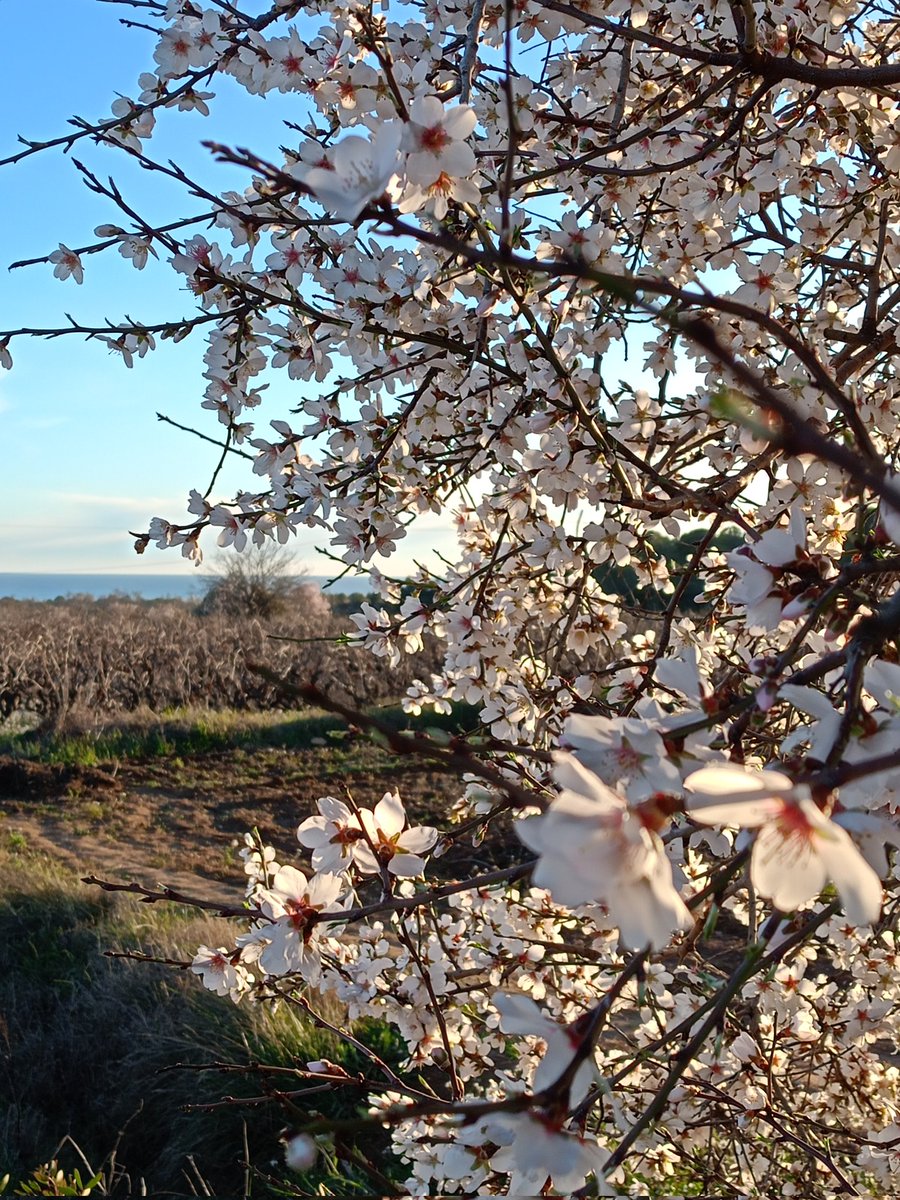 Lluís Capdevila tweet media